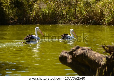 beautiful white pelicans swim in the river in the park, Australia, Adelaide. The large water birds have a rest in a sunny summer day