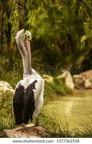Beautiful white pelican cleans feathers in a park, Australia, Adelaide. The large water bird have a rest in a sunny summer day