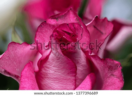 close up of a pink rose flower