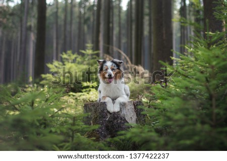 Australian Shepherd dog in the forest. pet for a walk on nature