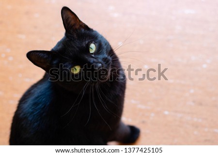 Black cat with yellow eyes sitting on the floor looking into the camera, picture cropped
