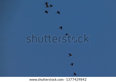 picture of group of parrots in the sky