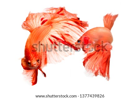 Two betta fish, siamese fighting fish, betta nemo (Halfmoon betta )isolated on white background