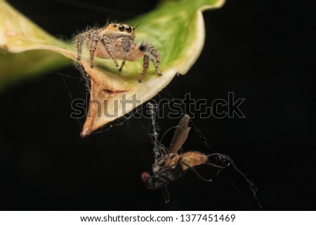 Jumping Spider and Prey