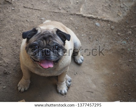 Focus on pug dog pictures. The photo of an old Pug dog looking at the camera suspiciously.