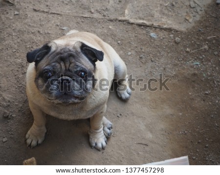 Focus on pug dog pictures. The photo of an old Pug dog looking at the camera suspiciously.