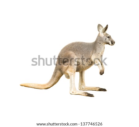 isolated kangaroo on white background