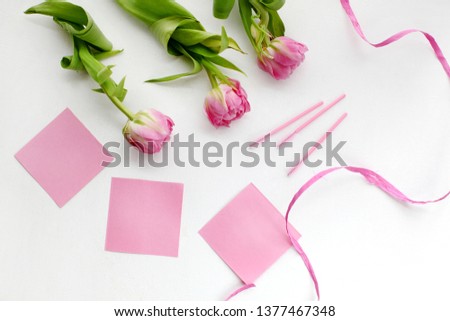 Spring flower pink tulip isolated on white background.