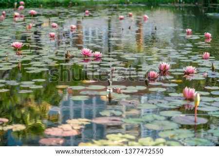 View of Multiple Pink Flowers Floating on Pond with Building reflected