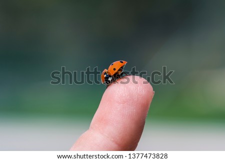 Ladybug ready to fly away from a boys fingertip