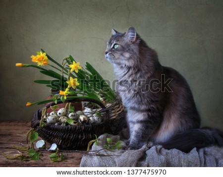 Still Life with quail eggs and cute gray kitty