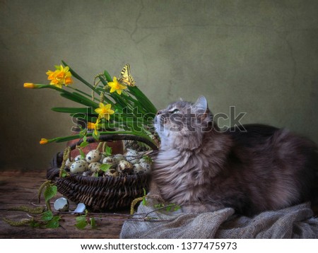 Still Life with quail eggs and cute gray kitty