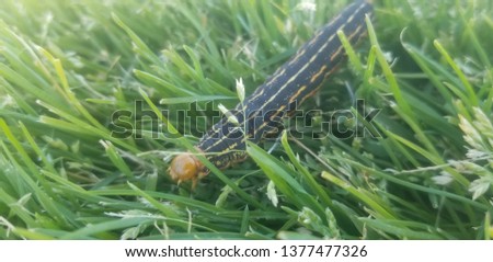 Black and Orange Caterpillar