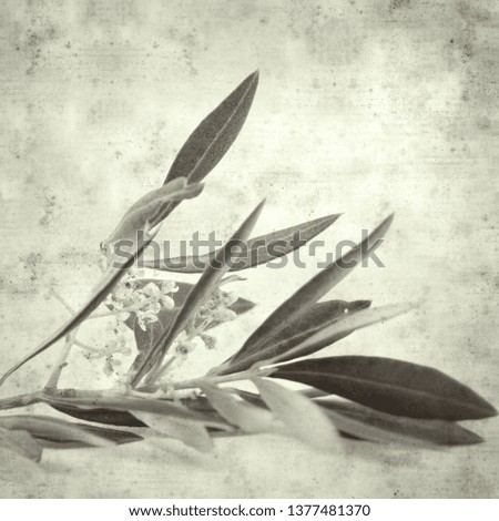 textured stylish old paper background, square, with olive tree flowers 