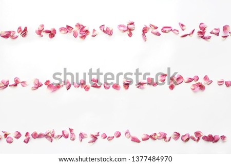 petals flowers frame / petals of red flowers on a white background isolated