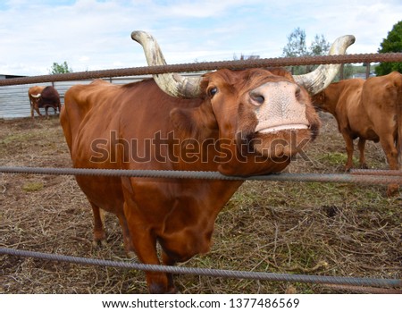 Brown Cow Background