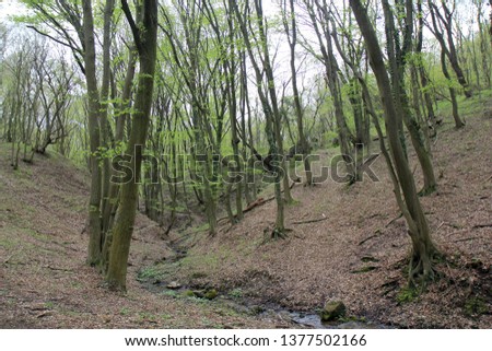 Spring forest in the outskirts of Varna (Bulgaria)