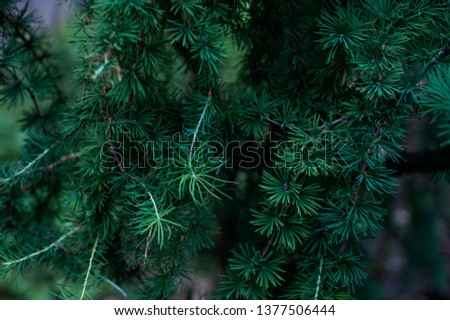 background of green leaves	