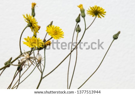 yellow flowers of weeds