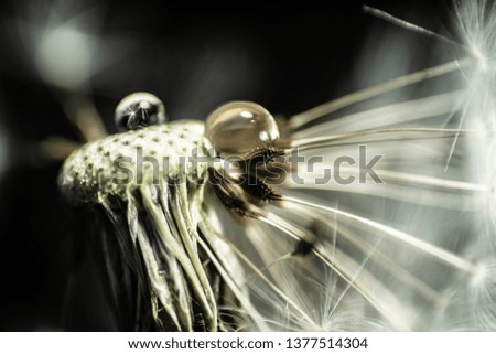 art photo of dandelion seeds with water drops close-up