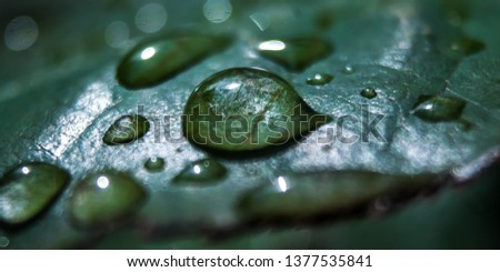 Water drops on the leaves of a rose. Beautiful background for a computer screen saver.