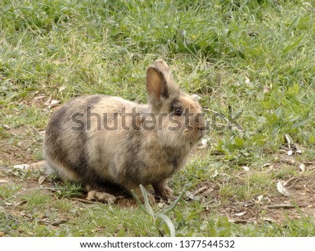 little dwarf rabbit