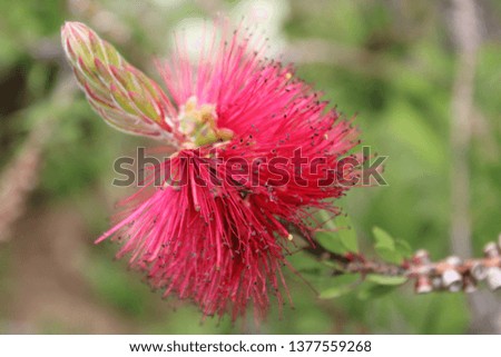 Pink flower close up with grass and leaves in the background