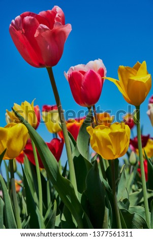 vertical picture with colorful tulips against blue sky on a meadow
