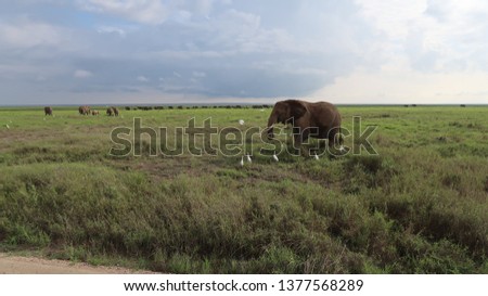 A big elephant with a group of elephants in the background and birds around it in Amboseli National Park in Kenya