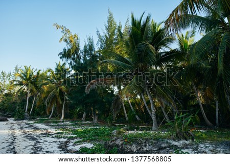 palm trees dominican island tropics                               