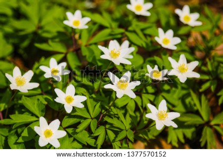 Anemone nemorosa is an early-spring flowering plant in the genus Anemone in the family Ranunculaceae.