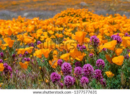 Field of orange poppies and purple owls clover wildflowers in bright colors. Royalty-Free Stock Photo #1377577631