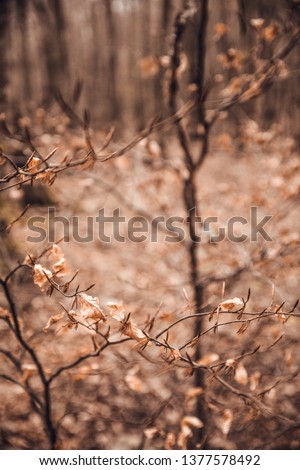 Orange tree leaves in forest in autumn in Santa fe del Montseny, Catalonia, Spain