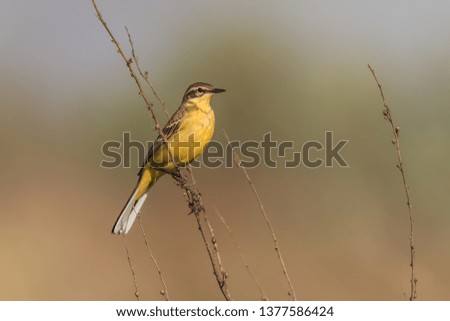 yellow wagtail warble on a tree twig