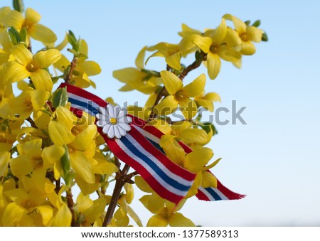 Bright yellow Forsythia flowers against blue sky with Norwegian 17'th of may ribbon. Norway's Constitution Day is celebrated on May 17