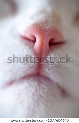Nose and mouth of a cat close-up macro picture. Pink spout white cute kitten. cat muzzle close up.
