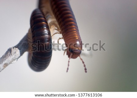 centipede on black sea coast vegetable-eating millipedes (Julidae, Pachyiulus flavipes). Night macro shot