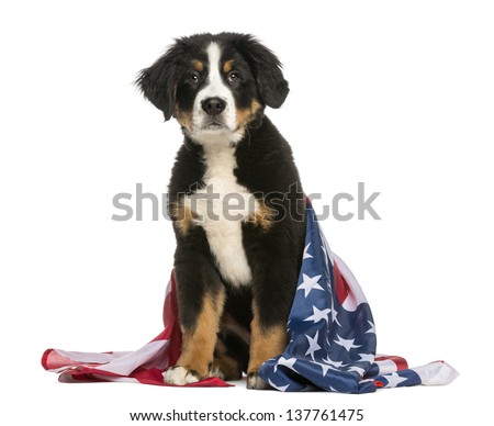 Patriotic dog sitting with american flag