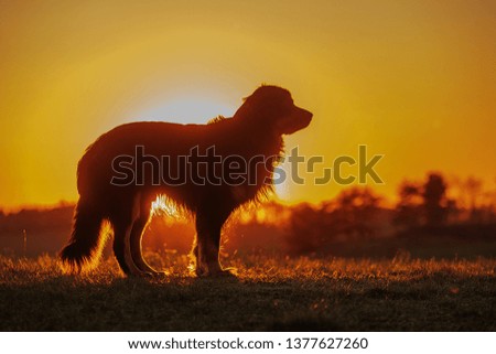 dog hovawart stands against sunset, with strong backlight