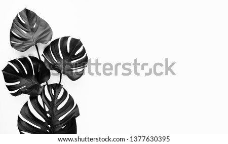 Creative floral layout of tropical monstera leaves spray painted in black on plain white background. Empty space, room for text, copy. Minimalist style trendy fashion bouquet concept.