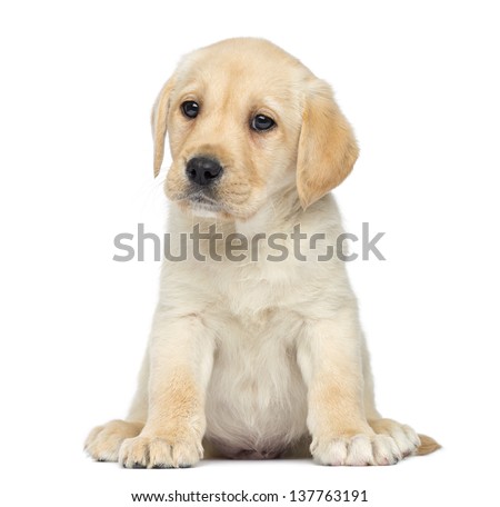 Labrador Puppy sitting, isolated on white Royalty-Free Stock Photo #137763191