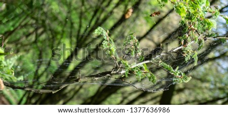 Cankerwork larva silk covering woodland trees