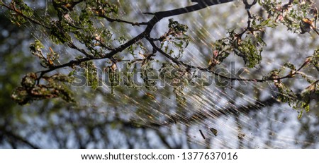 Cankerwork larva silk covering woodland trees