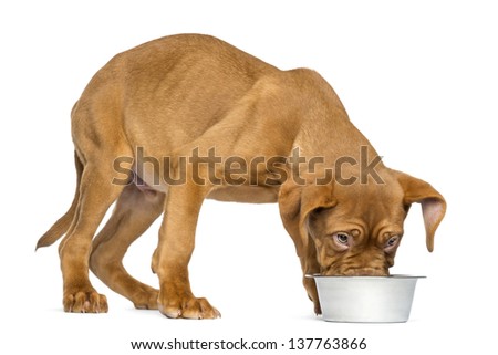 Dogue de Bordeaux Puppy eating from a metalic dog bowl, 4 months old, isolated on white