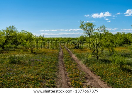 A flower lined country road in the Texas hill country