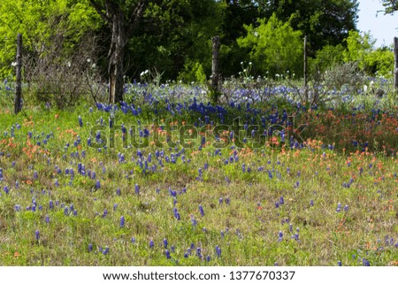 Buebonnets, Indian paintbrushes, and white prickly poppies line a rural fence in the Texas Hill Country