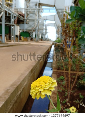 Sunflowers grow the power plant area