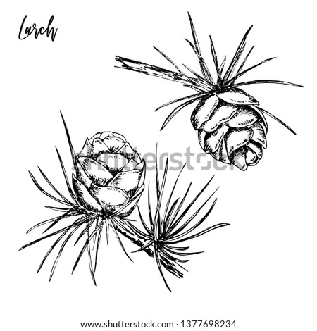 Hand drawn sprigs of larch with long needles and cones. Hand drawn doodle sketch vector illustration. Royalty-Free Stock Photo #1377698234