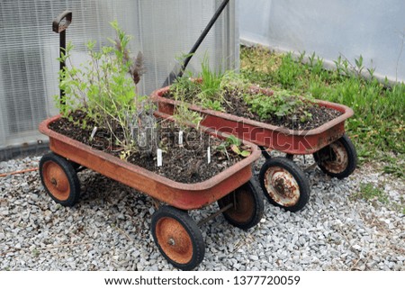  Herbs growing in Vintage Little Red Wagons.                                