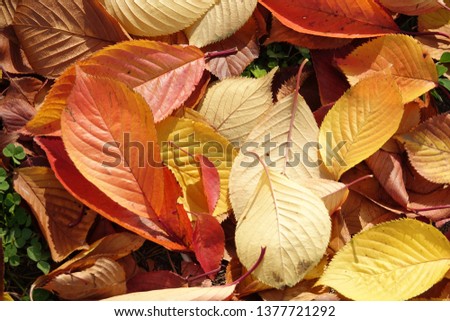 autumnal tints, fallen leaves